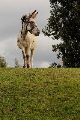 http://www.photoclubdelambersart.org/v2/media/galeries/patrick_jusselme/img3.jpg